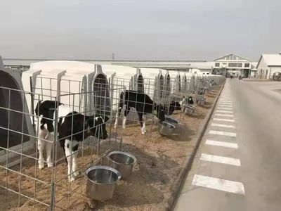 全面推進鄉村振興，畜牧養殖成為濱海新區新引擎